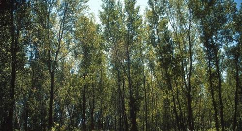 杨树的生长习性特点是什么?生长环境条件有哪些要求? 杨树的生长习性特点是什么?生长环境条件有哪些要求?