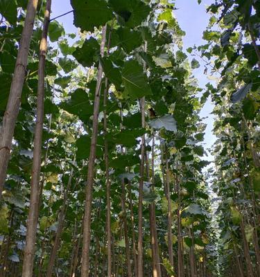 杨树的生长习性特点是什么?生长环境条件有哪些要求? 杨树的生长习性特点是什么?生长环境条件有哪些要求?