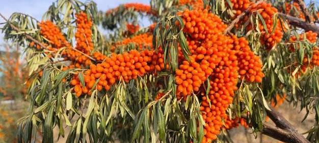 杨树的生长习性特点是什么?生长环境条件有哪些要求? 杨树的生长习性特点是什么?生长环境条件有哪些要求?