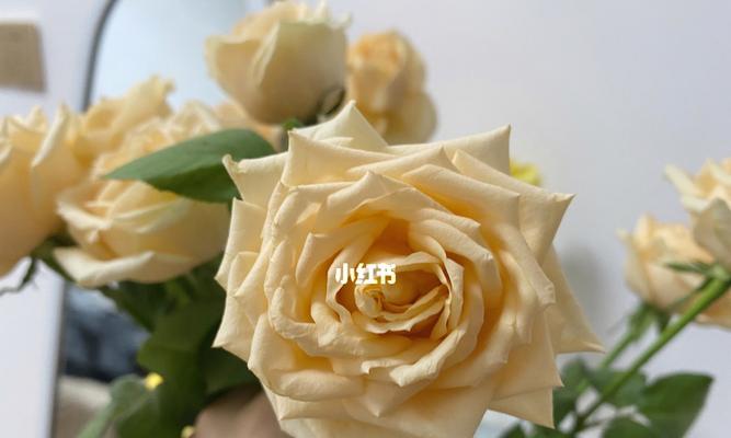 香槟玫瑰怎么醒花?醒花的最佳方法和步骤是什么? 香槟玫瑰怎么醒花?醒花的最佳方法和步骤是什么?