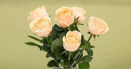 香槟玫瑰怎么醒花?醒花的最佳方法和步骤是什么?