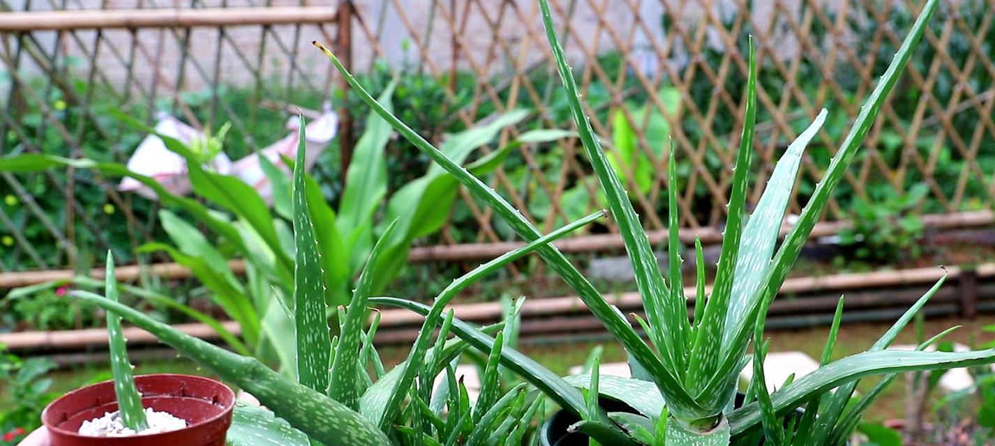 家里能种芦荟吗?种植芦荟需要注意哪些问题? 家里能种芦荟吗?种植芦荟需要注意哪些问题?