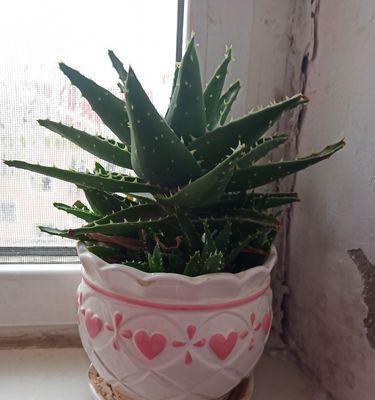 家里能种芦荟吗?种植芦荟需要注意哪些问题?