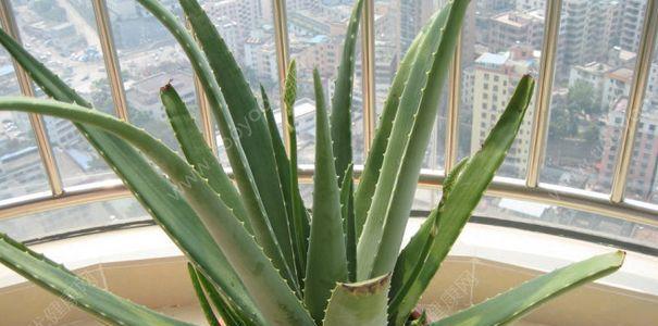家里能种芦荟吗?种植芦荟需要注意哪些问题? 家里能种芦荟吗?种植芦荟需要注意哪些问题?