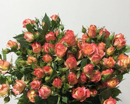 狂欢泡泡玫瑰怎么养长的好?掌握这些技巧轻松培育美丽花朵