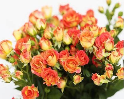 狂欢泡泡玫瑰怎么养长的好?掌握这些技巧轻松培育美丽花朵 狂欢泡泡玫瑰怎么养长的好?掌握这些技巧轻松培育美丽花朵