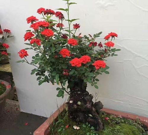 狂欢泡泡玫瑰怎么养长的好?掌握这些技巧轻松培育美丽花朵 狂欢泡泡玫瑰怎么养长的好?掌握这些技巧轻松培育美丽花朵