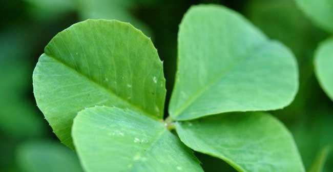 四叶草花期持续多久?如何延长花期?