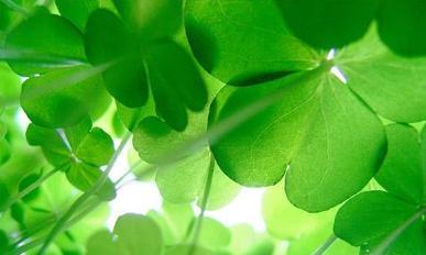 四叶草花期持续多久?如何延长花期? 四叶草花期持续多久?如何延长花期?