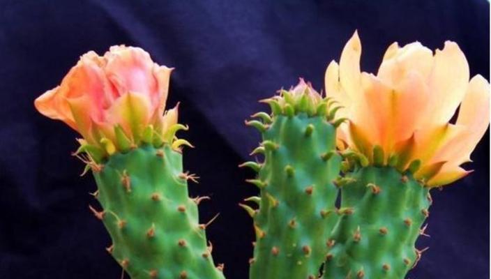 仙人掌怕冷还是怕热?如何正确养护仙人掌? 仙人掌怕冷还是怕热?如何正确养护仙人掌?