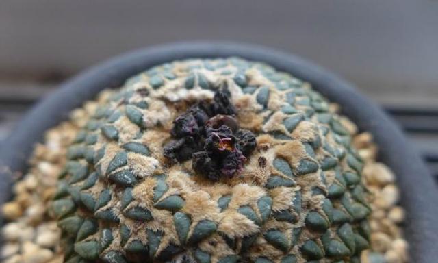 仙人掌怕冷还是怕热?如何正确养护仙人掌?