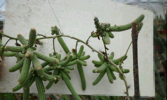 仙人掌怕冷还是怕热?如何正确养护仙人掌? 仙人掌怕冷还是怕热?如何正确养护仙人掌?