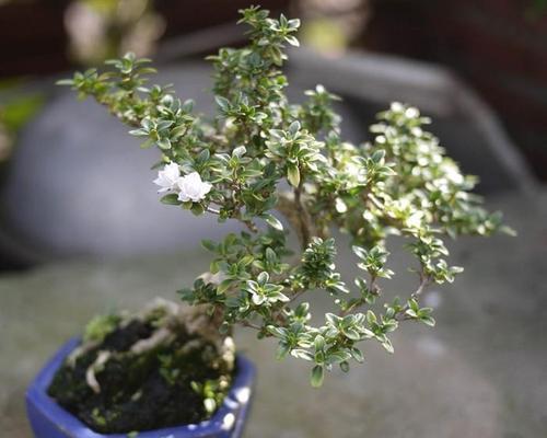 六月雪如何浇水才能长得旺盛? 六月雪如何浇水才能长得旺盛?