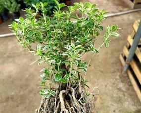 六月雪如何浇水才能长得旺盛? 六月雪如何浇水才能长得旺盛?