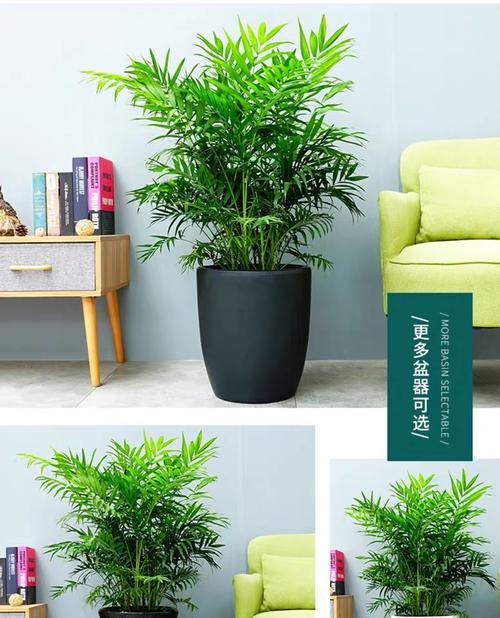 袖珍椰子水培和土培哪个更优？养护方法有哪些？