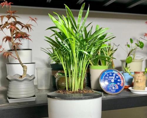 袖珍椰子水培和土培哪个更优？养护方法有哪些？