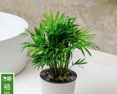 袖珍椰子水培和土培哪个更优？养护方法有哪些？