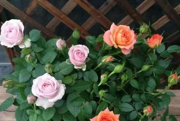 小苏打浇花的好处是什么?哪些花卉适合用小苏打? 小苏打浇花的好处是什么?哪些花卉适合用小苏打?