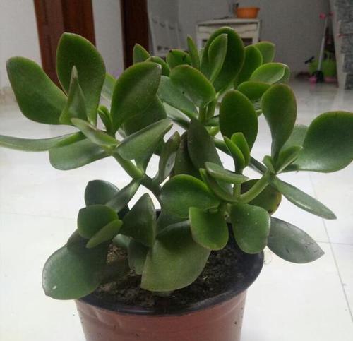 小苏打浇花的好处是什么?哪些花卉适合用小苏打? 小苏打浇花的好处是什么?哪些花卉适合用小苏打?