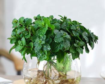 驱蚊草水培和土培哪种更好?各自的优缺点是什么? 驱蚊草水培和土培哪种更好?各自的优缺点是什么?