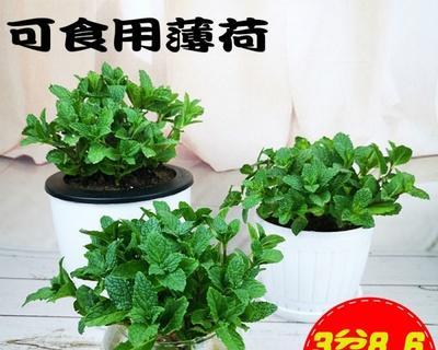 驱蚊草水培和土培哪种更好?各自的优缺点是什么? 驱蚊草水培和土培哪种更好?各自的优缺点是什么?