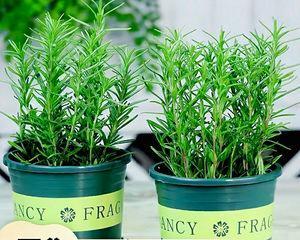 驱蚊草水培和土培哪种更好?各自的优缺点是什么? 驱蚊草水培和土培哪种更好?各自的优缺点是什么?