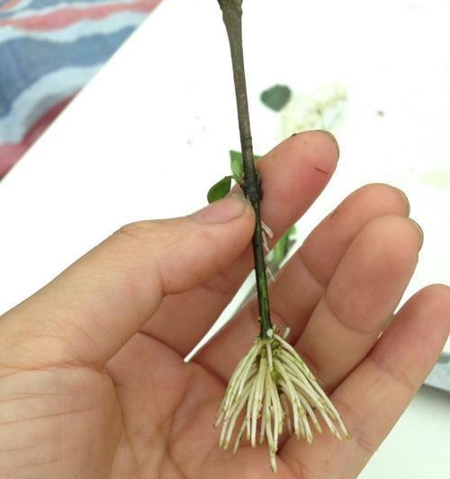 柳树扦插的成功率高吗？如何提高扦插成活率？