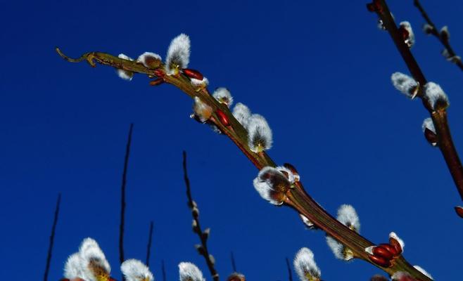 柳树扦插的成功率高吗？如何提高扦插成活率？