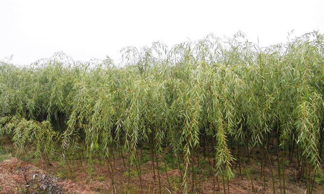 柳树扦插的成功率高吗？如何提高扦插成活率？