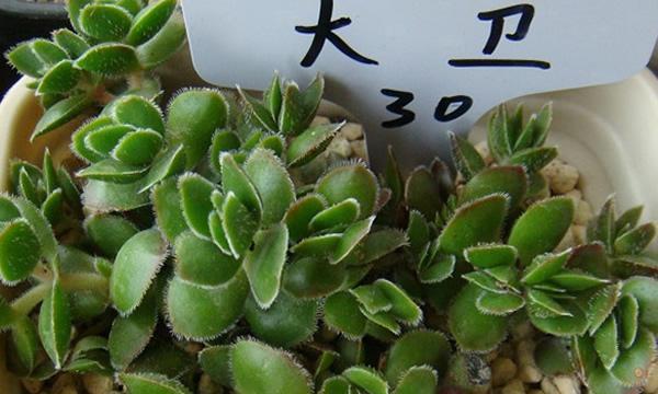 魔男多肉养护方法有哪些？如何正确照顾魔男多肉？