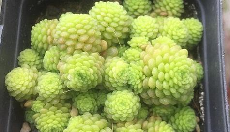 魔男多肉养护方法有哪些？如何正确照顾魔男多肉？