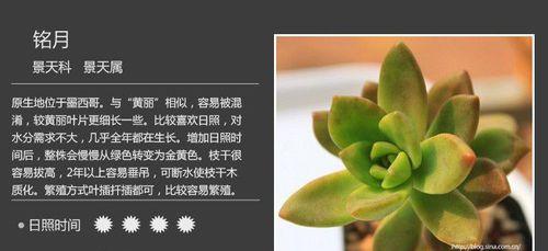 魔男多肉养护方法有哪些？如何正确照顾魔男多肉？