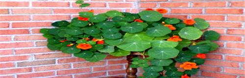 室内养荷花有毒吗?安全养护荷花的正确方法是什么?