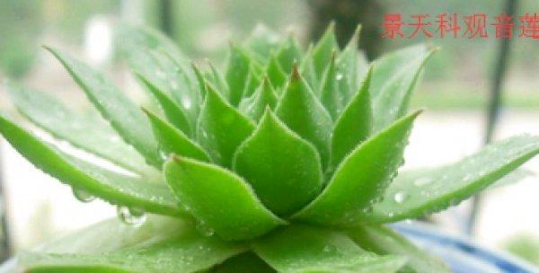 室内养荷花有毒吗？安全养护荷花的正确方法是什么？