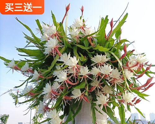 室内养荷花有毒吗？安全养护荷花的正确方法是什么？