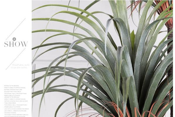 铁血树与龙血树有何不同?它们的特性是什么?