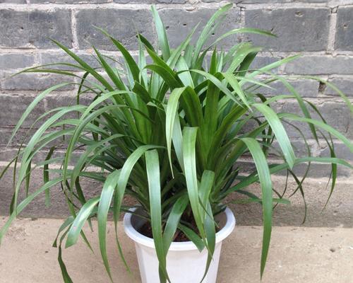 铁血树与龙血树有何不同?它们的特性是什么? 铁血树与龙血树有何不同?它们的特性是什么?