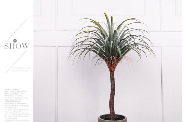 铁血树与龙血树有何不同?它们的特性是什么? 铁血树与龙血树有何不同?它们的特性是什么?