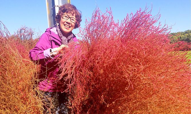 红叶地肤冬天会冻死吗?如何安全过冬? 红叶地肤冬天会冻死吗?如何安全过冬?