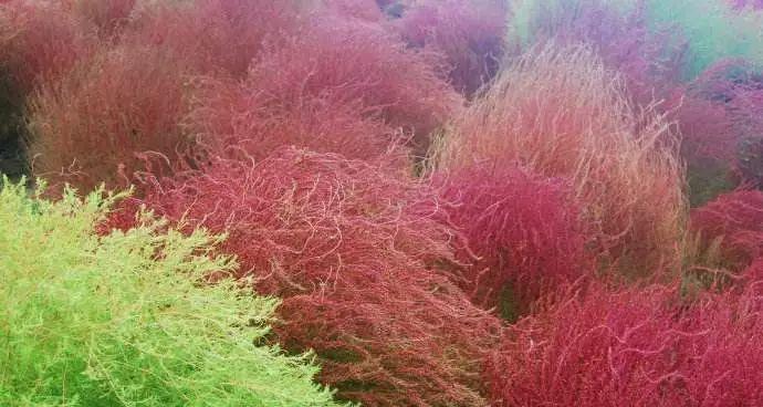 红叶地肤冬天会冻死吗?如何安全过冬? 红叶地肤冬天会冻死吗?如何安全过冬?