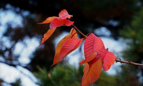 红叶地肤冬天会冻死吗?如何安全过冬? 红叶地肤冬天会冻死吗?如何安全过冬?