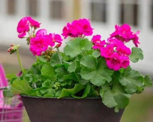 天竺葵在夏季下雨时能淋雨吗?淋雨对它有什么影响? 天竺葵在夏季下雨时能淋雨吗?淋雨对它有什么影响?