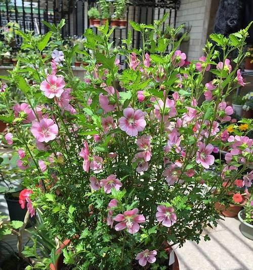 天竺葵在夏季下雨时能淋雨吗?淋雨对它有什么影响? 天竺葵在夏季下雨时能淋雨吗?淋雨对它有什么影响?