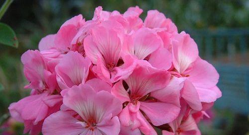 天竺葵在夏季下雨时能淋雨吗?淋雨对它有什么影响? 天竺葵在夏季下雨时能淋雨吗?淋雨对它有什么影响?