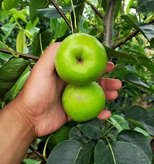 家里种梨树好不好?有哪些注意事项和好处? 家里种梨树好不好?有哪些注意事项和好处?