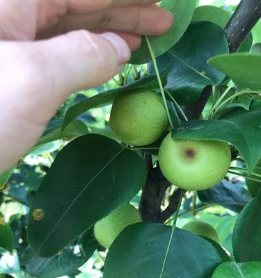 家里种梨树好不好?有哪些注意事项和好处? 家里种梨树好不好?有哪些注意事项和好处?