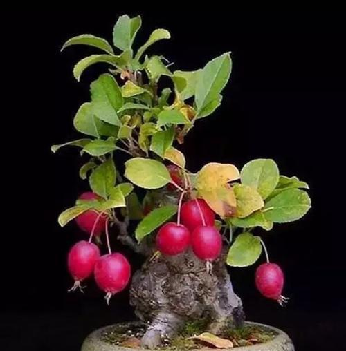 家里种梨树好不好?有哪些注意事项和好处? 家里种梨树好不好?有哪些注意事项和好处?