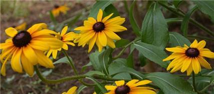 黑心菊什么时候种植最好?种植方法有哪些常见问题? 黑心菊什么时候种植最好?种植方法有哪些常见问题?