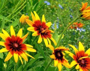 黑心菊什么时候种植最好?种植方法有哪些常见问题? 黑心菊什么时候种植最好?种植方法有哪些常见问题?