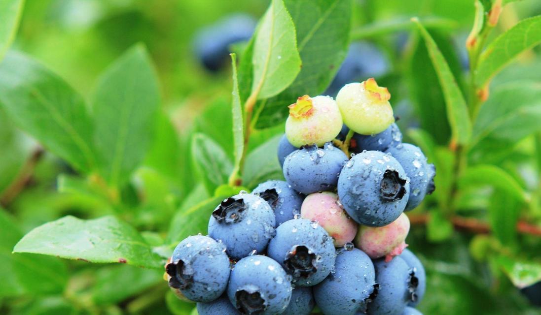 蓝莓树什么品种最好?如何选择适合自家种植的蓝莓树品种? 蓝莓树什么品种最好?如何选择适合自家种植的蓝莓树品种?